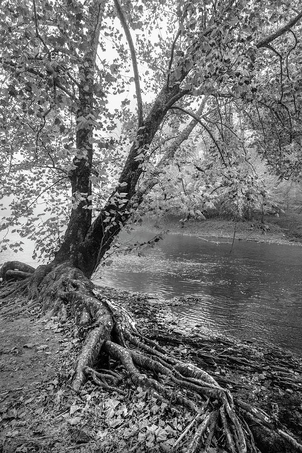 River Roots Black and White Photograph by Debra and Dave Vanderlaan