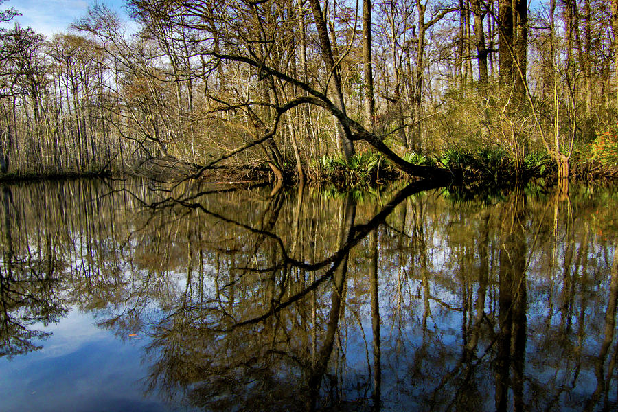 Santee River Photograph - South Santee River Double Tree Reflection by Norma Brandsberg