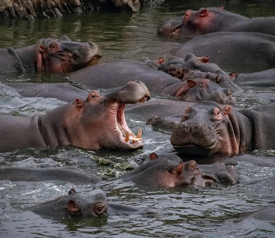 River Scream, Serengeti National Park Photograph by Marcy Wielfaert
