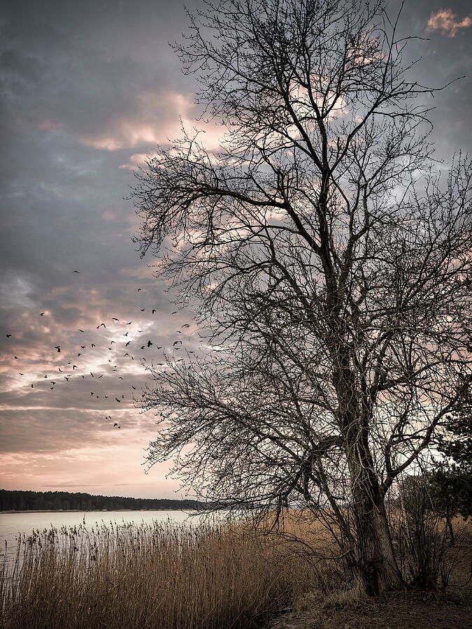 River Watchman Latvia Photograph by Aleksandrs Drozdovs