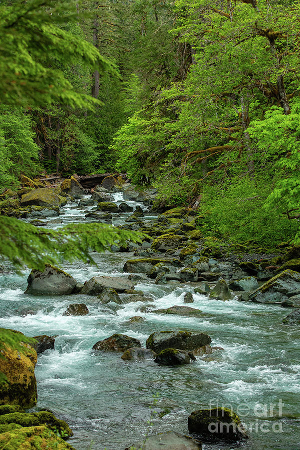 Olympic National Park Photograph - River Wilderness in Olympic National Park by Nancy Gleason