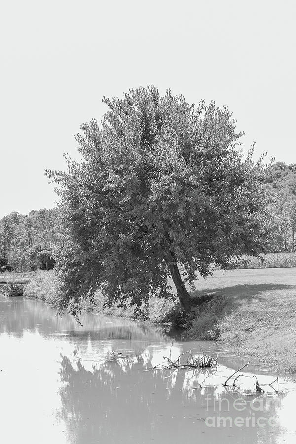 Riverbank tree Photograph by Bentley Davis