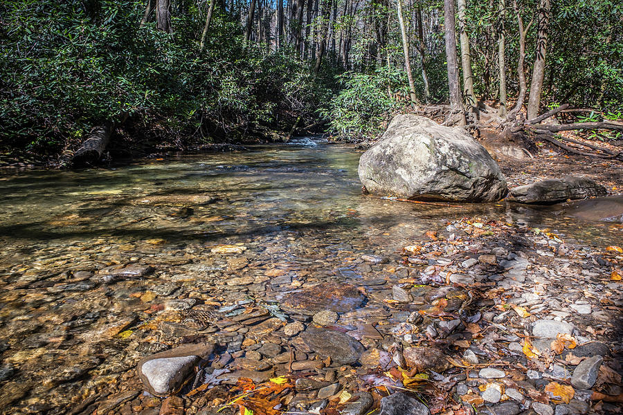 Riverbed In The Forest Photograph