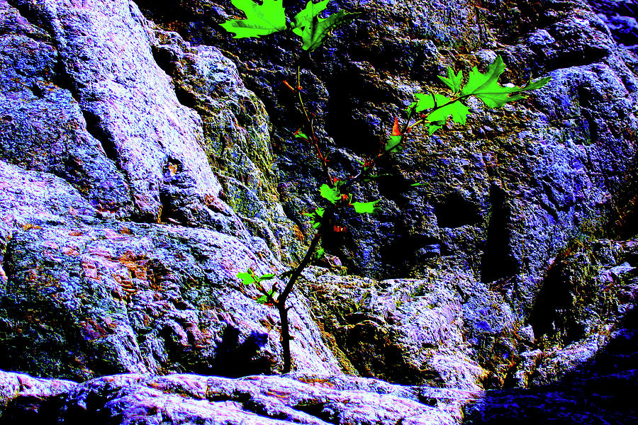 Riverscapes Samothrace Island Trees #23 Photograph