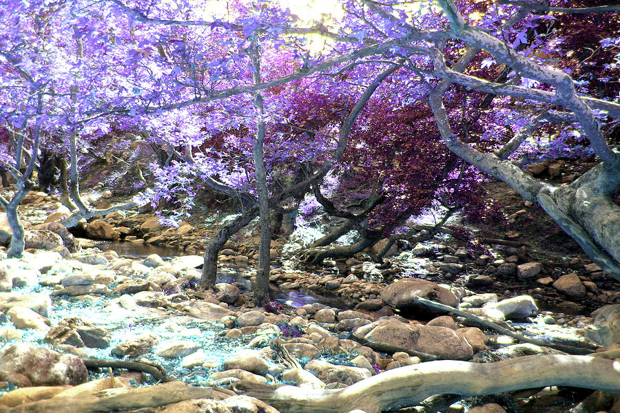 Riverscapes Samothrace Island Trees #25 Photograph