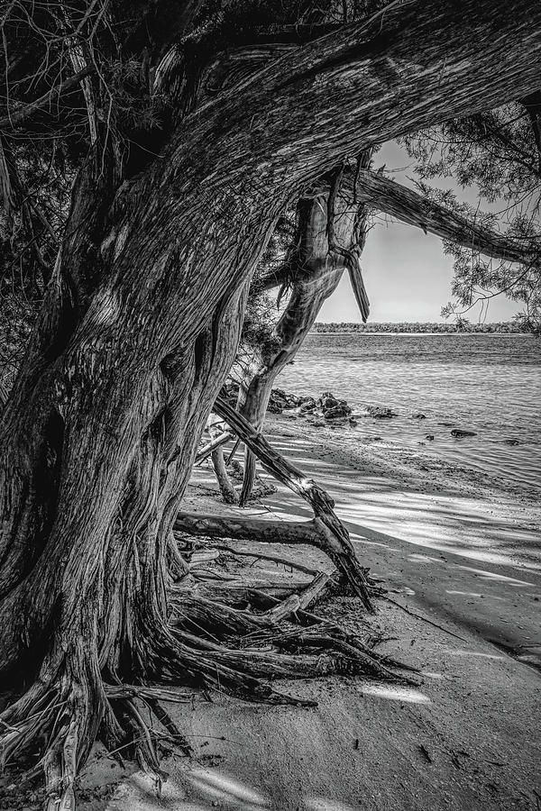 Tree Photograph - Riverside Tree by Karen Sirnick