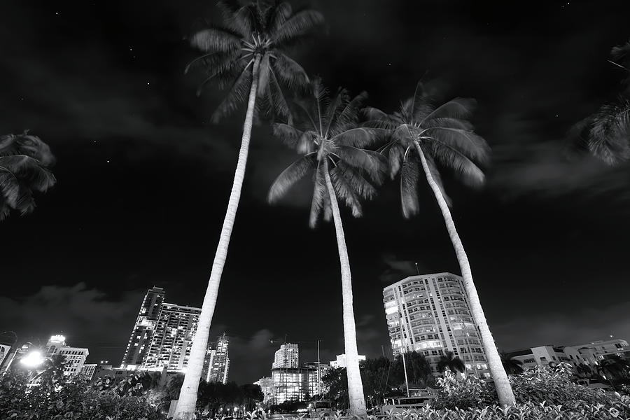 Riverwalk Palms Black and White Edition Photograph by Mark Andrew Thomas