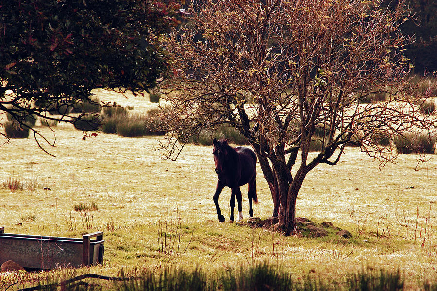 RIVINGTON. Horse In The Field Photograph by Lachlan Main