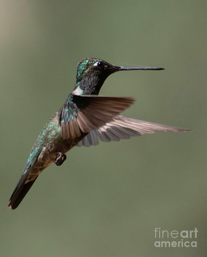 Hummingbird Photograph - Rivolis flying  by Ruth Jolly