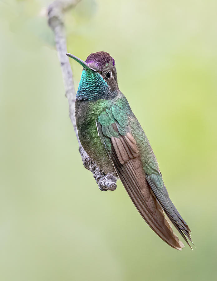 Rivolis Hummingbird Photograph by James Capo