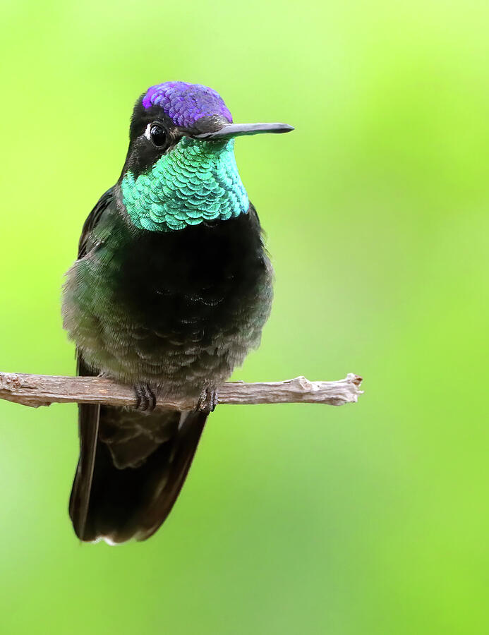 Hummingbird Photograph - Rivolis Hummingbird by William Mertz Photography