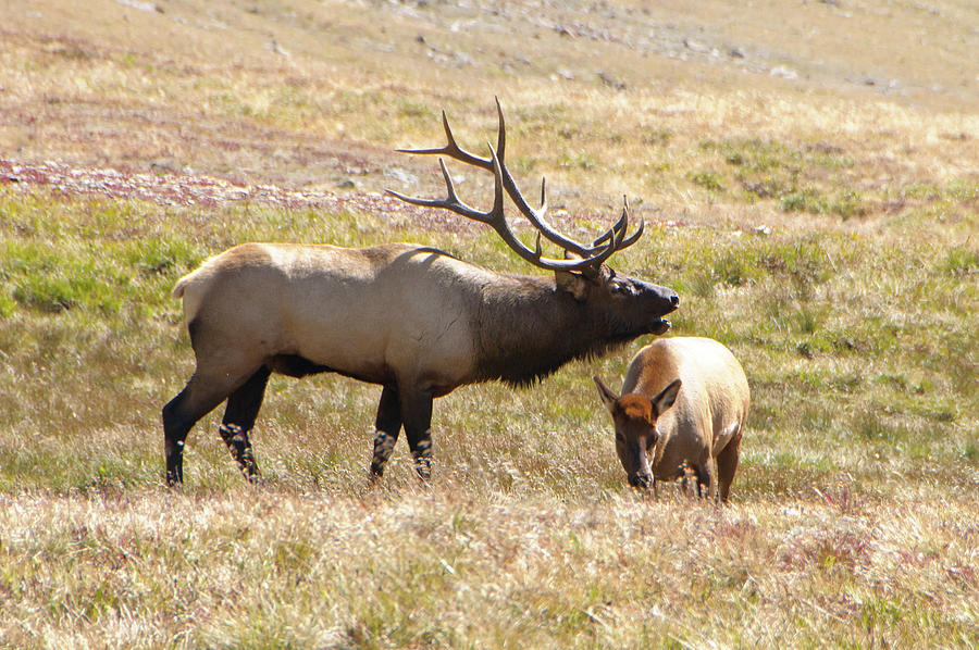 RMNP Bugling Elk Photograph by Tara Krauss