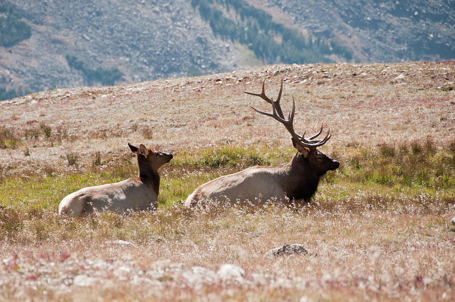 RMNP Elk Pair Photograph by Tara Krauss