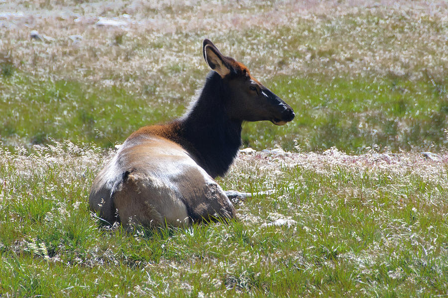 RMNP Elk Solitude Photograph by Tara Krauss