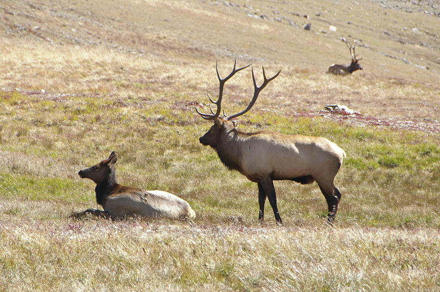 RMNP Elk Trio Photograph by Tara Krauss