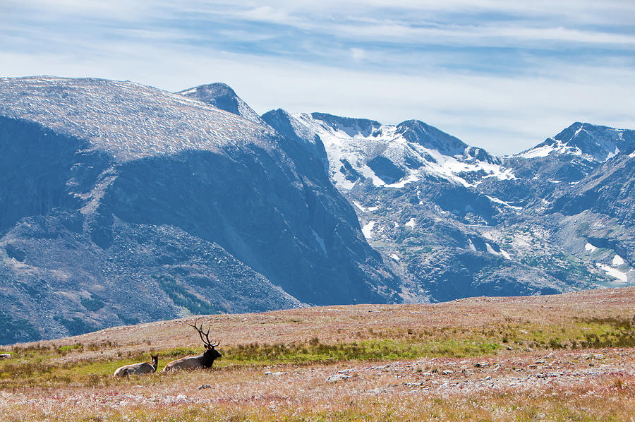 RMNP Elk Up High Photograph by Tara Krauss