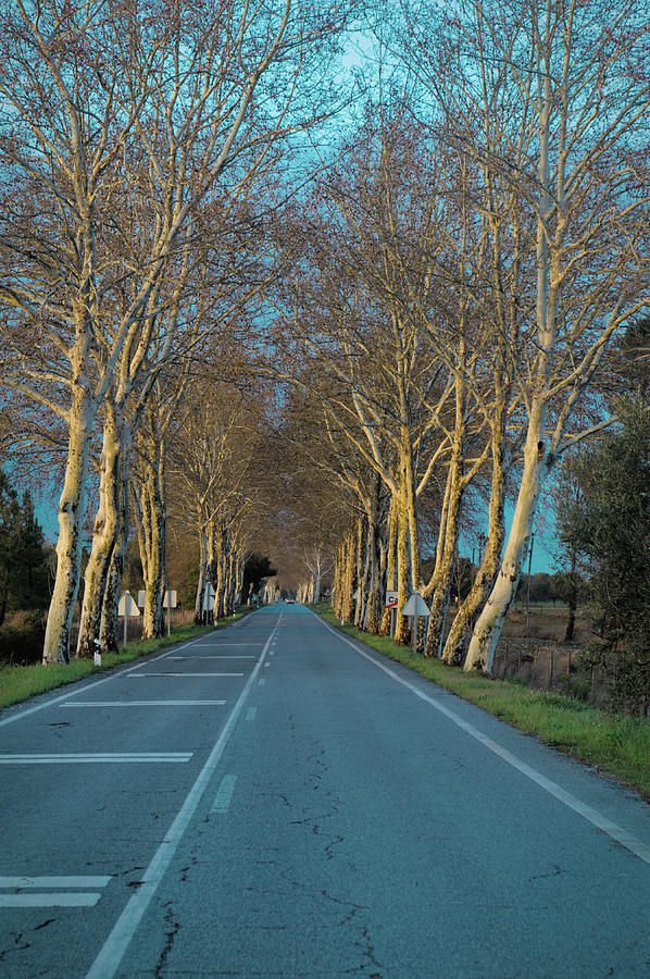Road and winter trees in Alentejo Photograph by Angelo DeVal