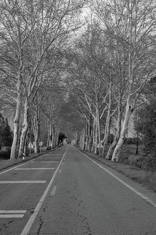 Road and winter trees in Alentejo. Monochrome Photograph by Angelo DeVal