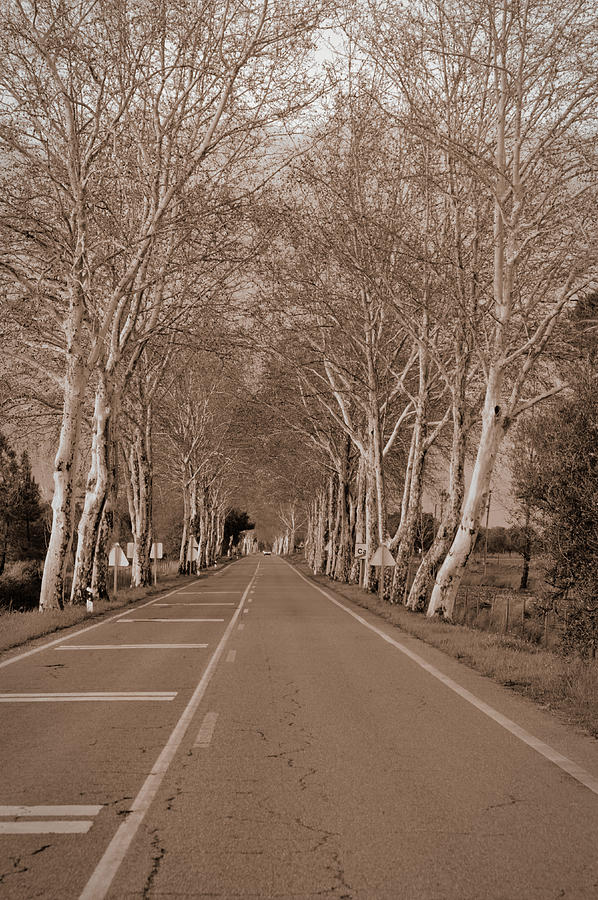 Road and winter trees in Alentejo with Sepia Photograph by Angelo DeVal