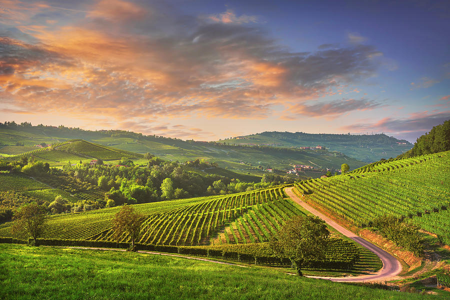 road between the vineyards, Langhe.  Photograph by Stefano Orazzini