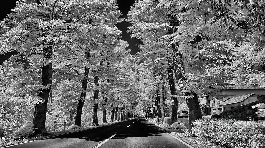 Road From Kobarid Photograph