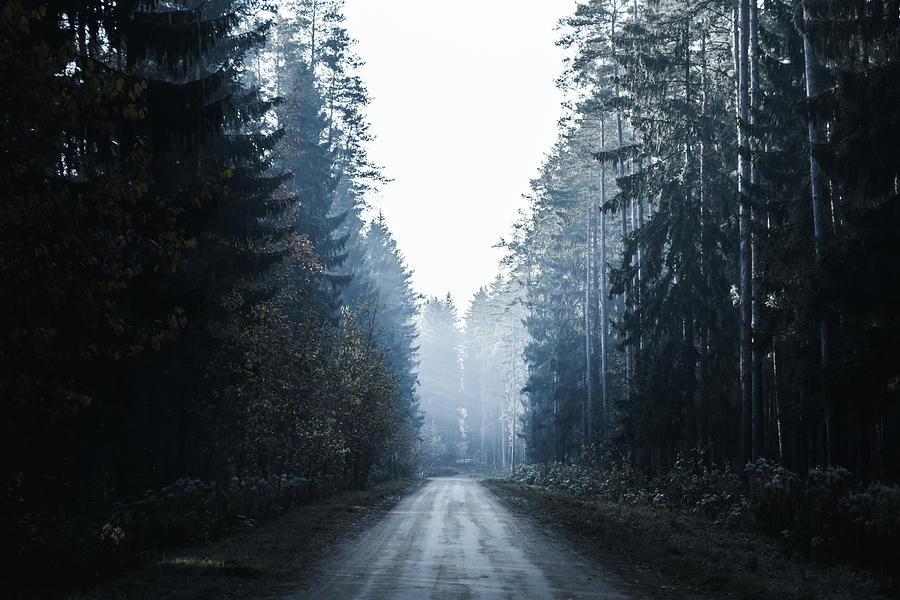 Road in a mysterious dark forest with fog and rays of sunlight ...