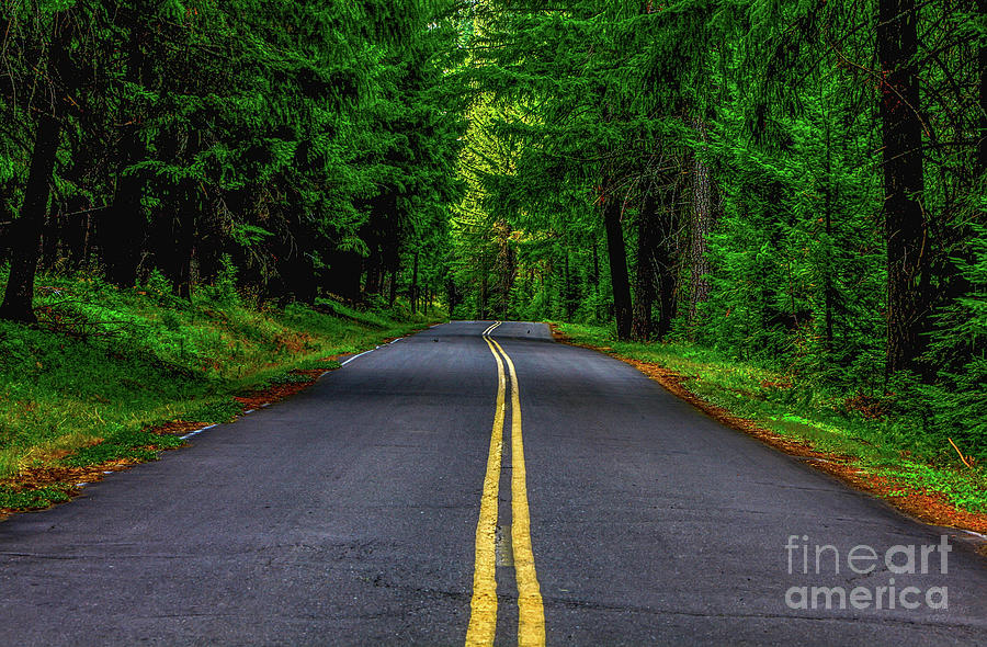 Road into the Forest Photograph by David Millenheft