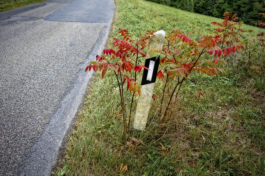 Road marker with reflector Photograph by Thomas Winz