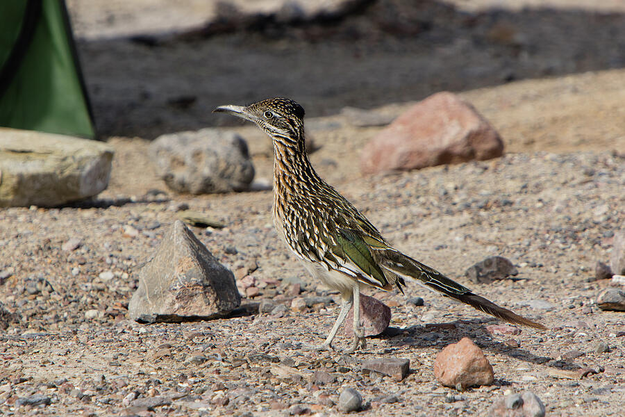 Road Runner at Texas Springs Campground Photograph by Alan Vance Ley