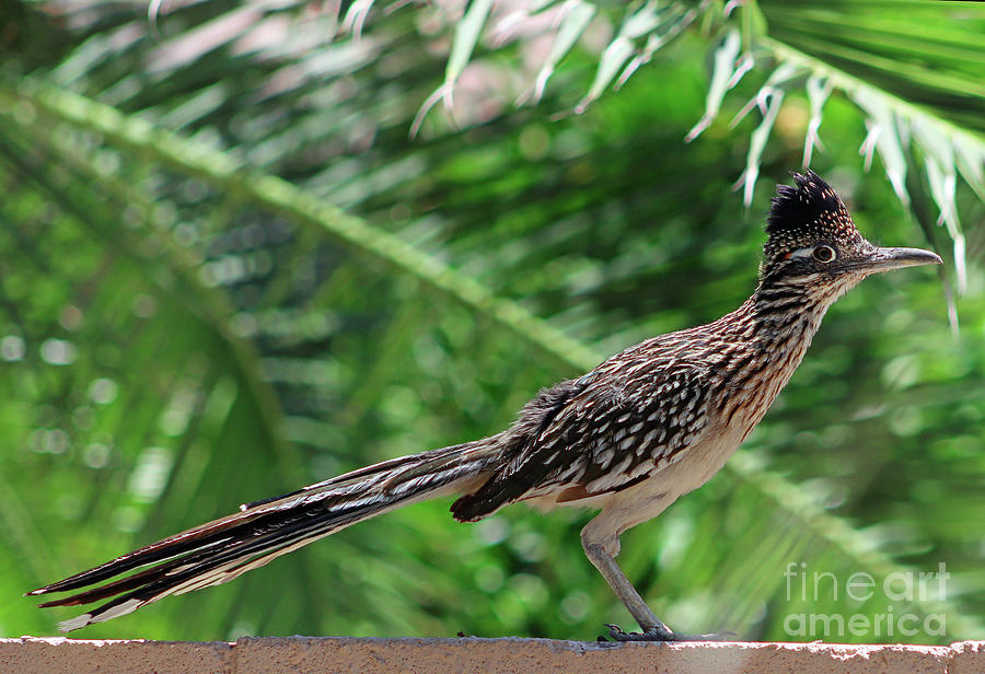 Road Runner Photograph by Bob Hislop
