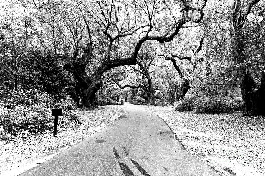 Road Through Charles Towne Landing in South Carolina Photograph by John Rizzuto