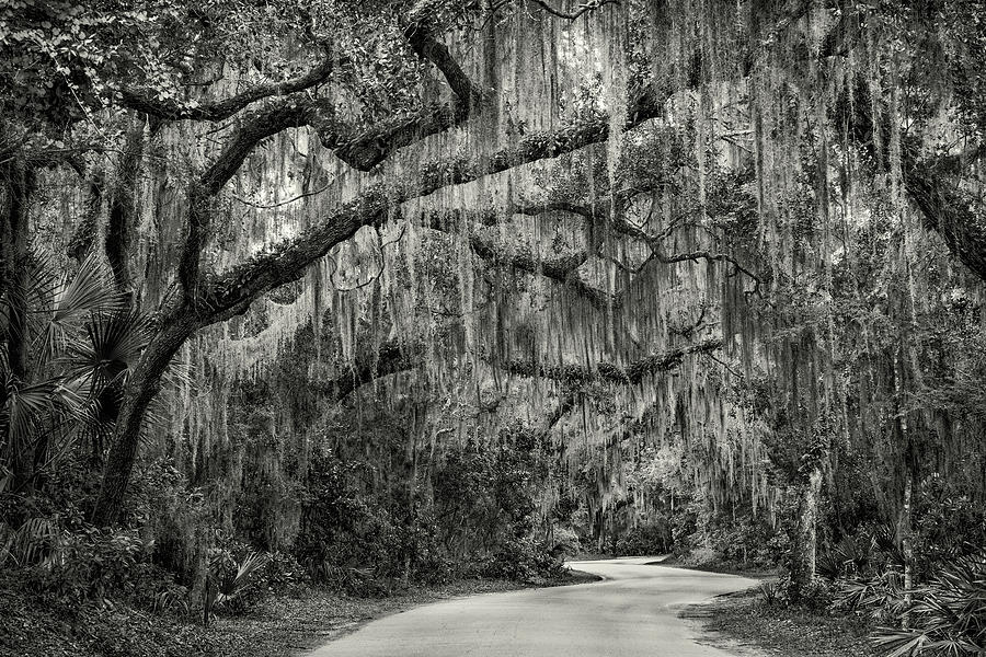 Road Through Fort Clinch, Amelia Island, Florida Photograph by Dawna Moore Photography