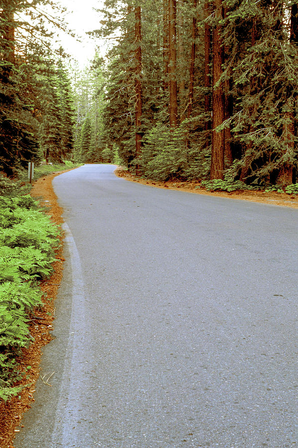 Road Through the Forest  Photograph by Randy Bradley