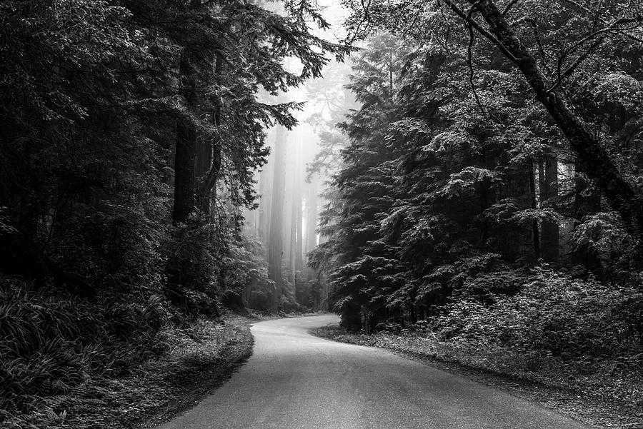 Road Through The Mystical Forest Photograph by Joseph S Giacalone