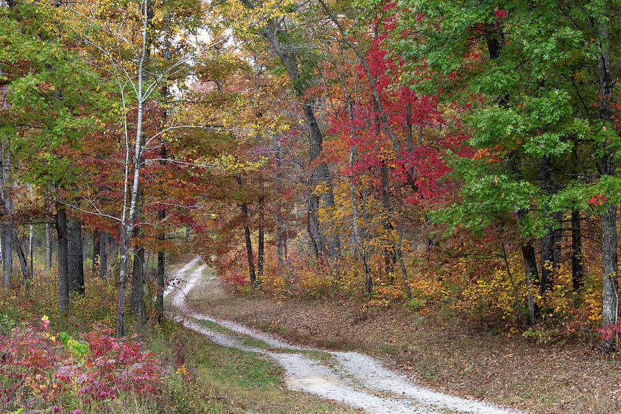 Road Through the Oak Savannah Photograph by Cascade Colors