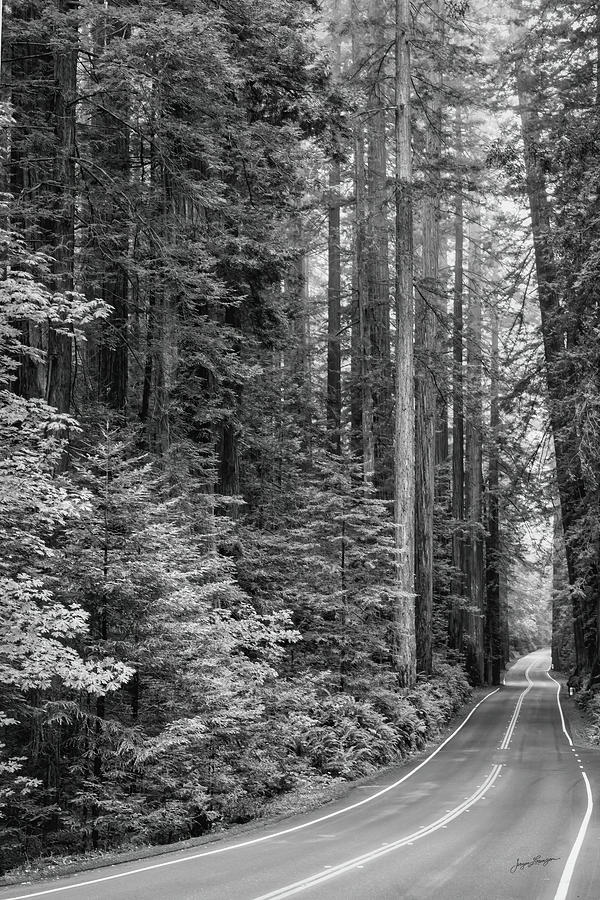 Road Through The Redwoods Photograph by Jurgen Lorenzen - Fine Art America