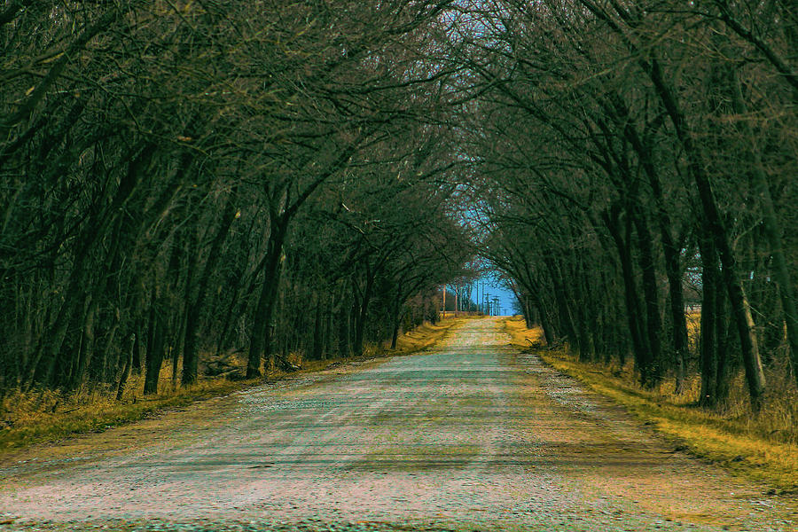 Road through the Trees Photograph by Lora Reynolds - Fine Art America