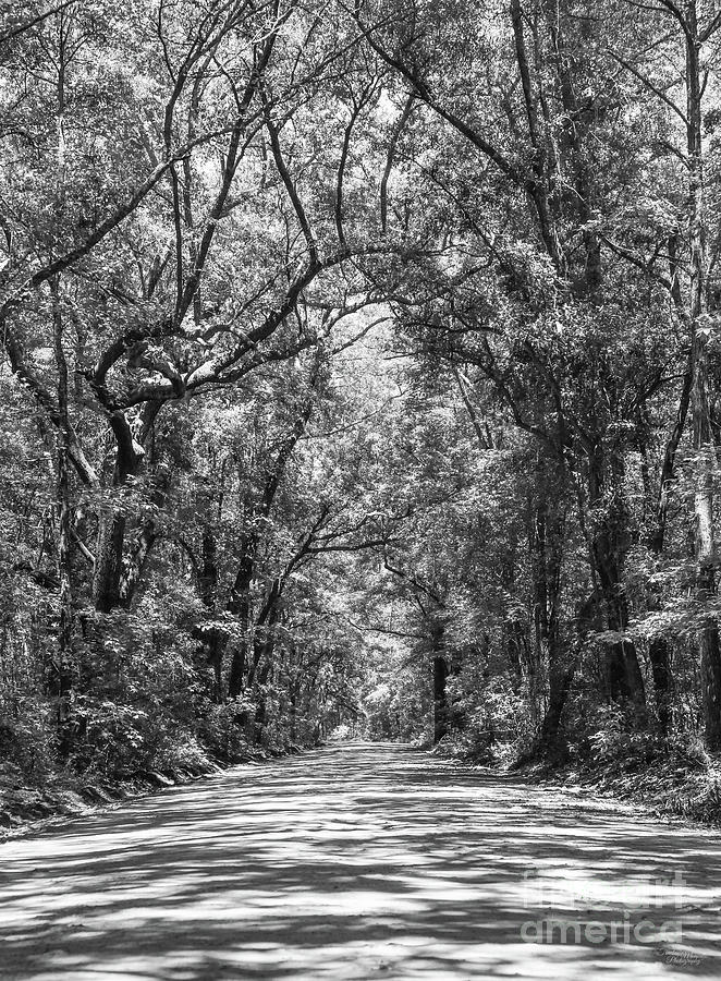 Road To Angel Oak Grayscale Photograph by Jennifer White