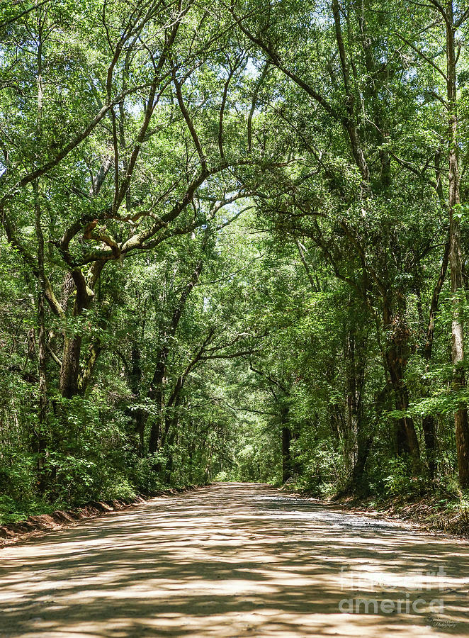 Road To Angel Oak Photograph by Jennifer White