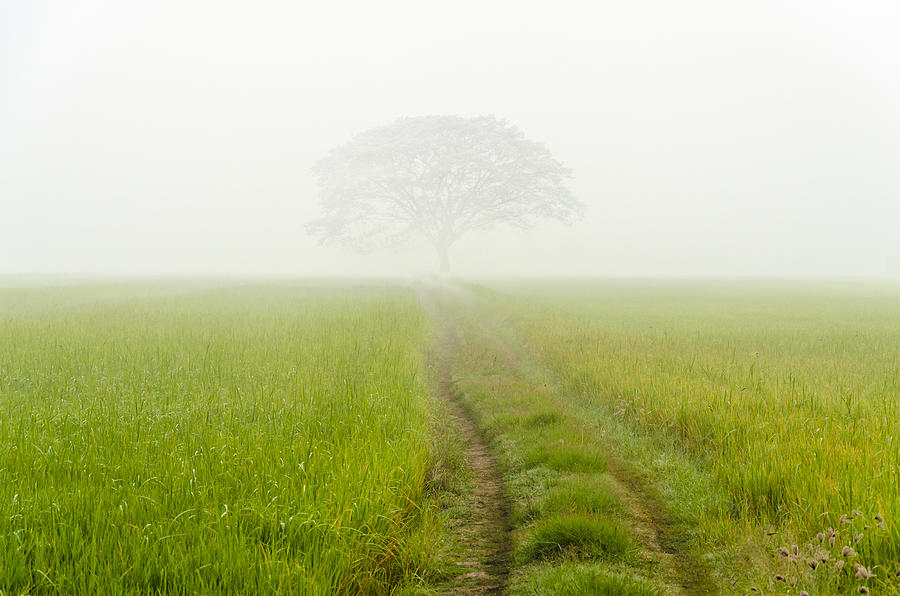 Road to big tree in the fog Photograph by SuriyaKK