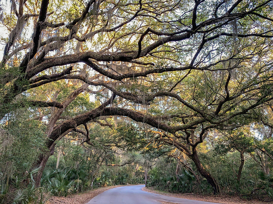 Road to Fort Clinch, Amelia Island, Florida Photograph by Dawna Moore Photography
