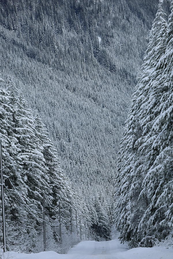 Road To Winter Wonderland Photograph