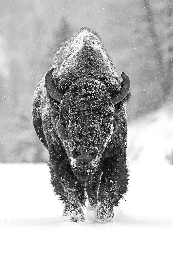 Bison Photograph - Road Warrior BW by Sandy Sisti
