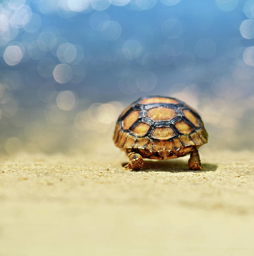 Turtle Photograph - Road Warrior by Laura Fasulo