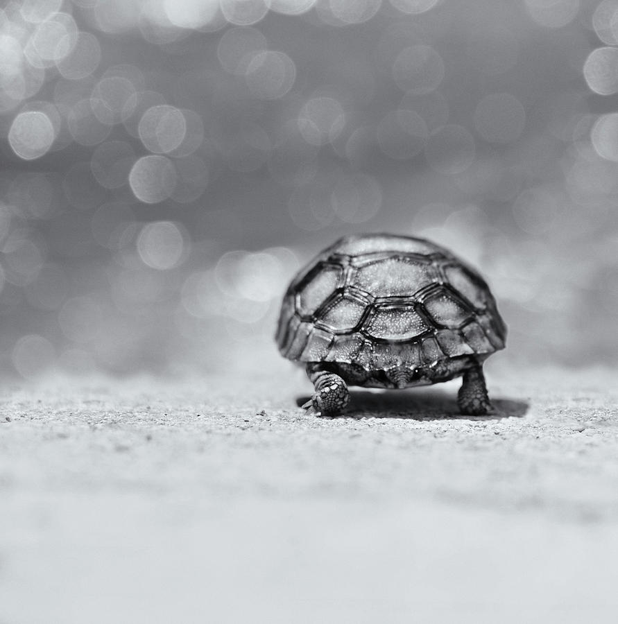 Road Warrior Tortoise BW Photograph by Laura Fasulo