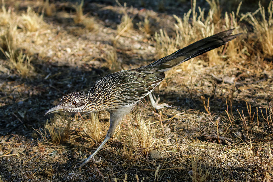 Roadrunner Hunting 2 Photograph by Dawn Richards