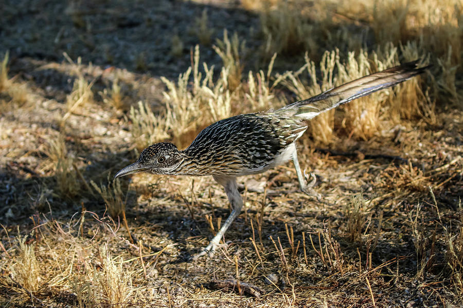 Roadrunner Hunting Photograph by Dawn Richards