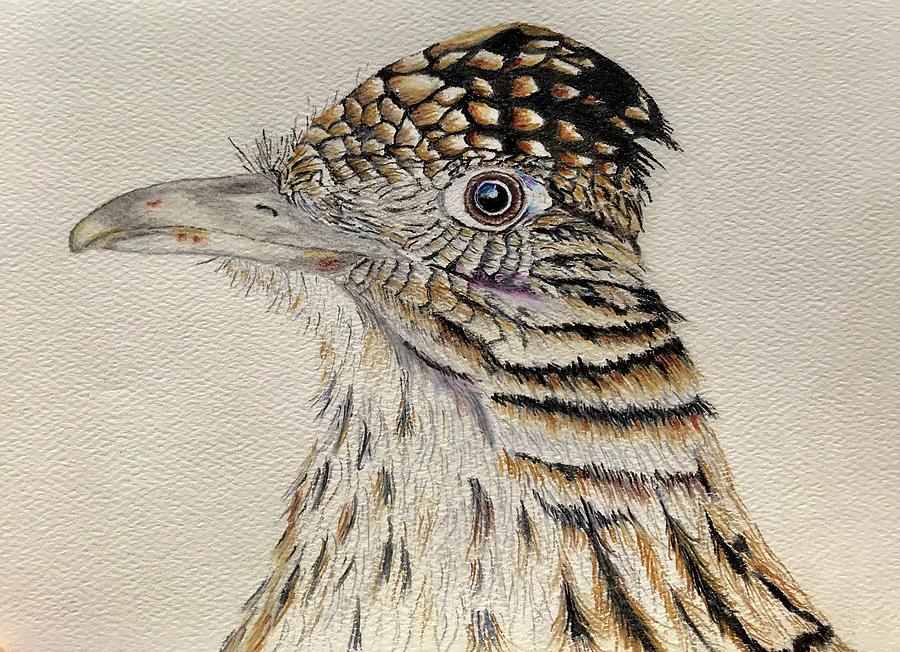 Roadrunner Drawing by Jim Klein