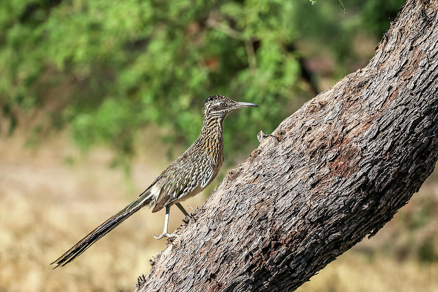 Roadrunner on Tree 2 Photograph by Dawn Richards