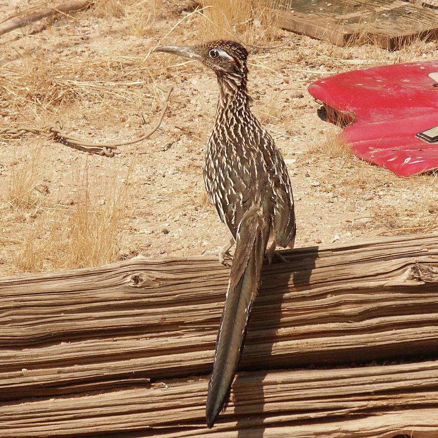 Roadrunner Photograph by Perry Hoffman
